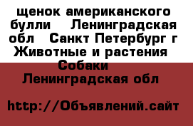 щенок американского булли  - Ленинградская обл., Санкт-Петербург г. Животные и растения » Собаки   . Ленинградская обл.